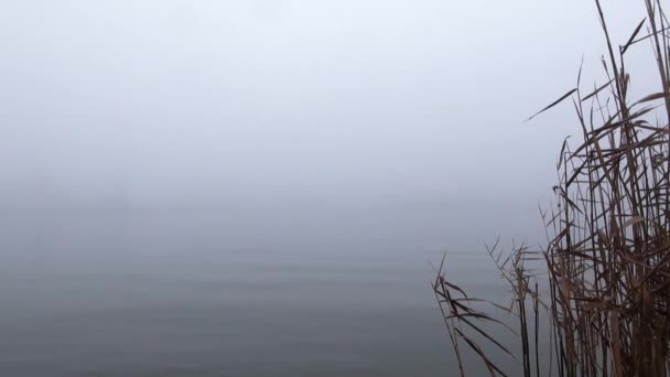 Riet kust bij poort op rivier mist herfst suikerriet — Stockvideo