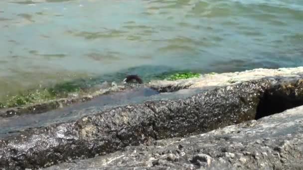 Vagues d'eau de mer frappant la structure rocheuse — Video