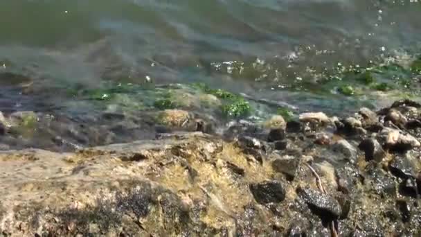 Морські хвилі води, що вражають кам'янисту структуру — стокове відео