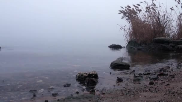 Cañas en la orilla en el puerto en el río en la caña de niebla Otoño — Vídeo de stock