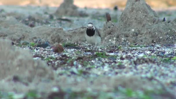 Petit oiseau marche rapidement, se déplace sa tête rapide et regarde autour — Video