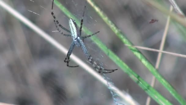 Närbild bild av spindel sitter på spiderweb — Stockvideo