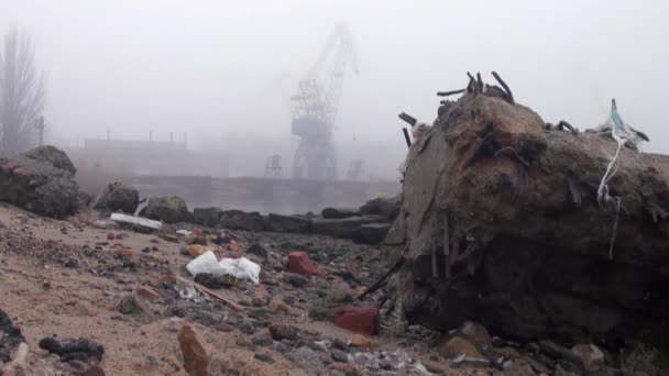 Kraniche im Hafen am Fluss im Nebel Herbst — Stockvideo