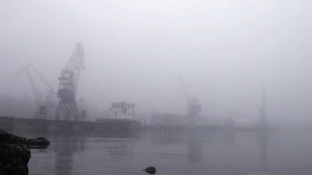 Grues au port sur la rivière dans le brouillard automne — Video