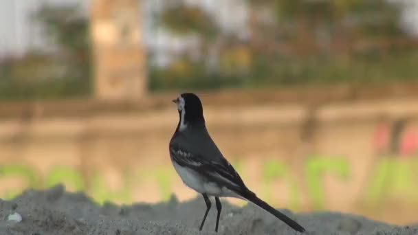 Liten fågel ser sig omkring och tar flyg havet — Stockvideo