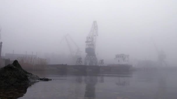 Grues au port sur la rivière dans le brouillard automne — Video