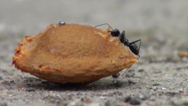 Černý mravenci, kteří lezou kolem meruňkovým semen zvířata