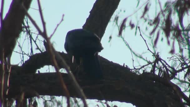 Corbeau noir assis sur une branche de bois sec — Video