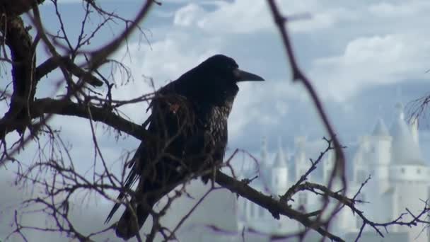 Черная ворона сидит на ветке сухой древесины — стоковое видео