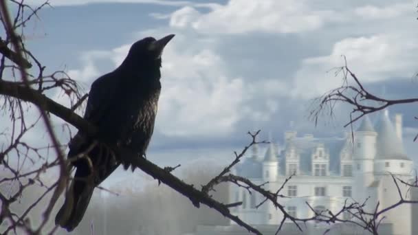 Corbeau noir assis sur une branche de bois sec — Video