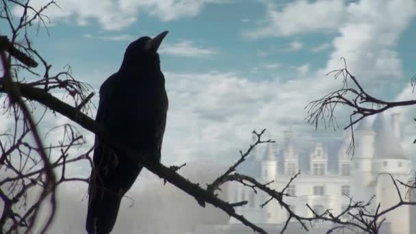 Black crow sitting on branch of dry wood — Stock Video