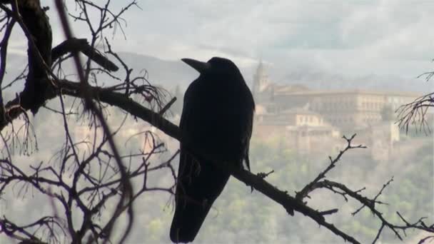 Cuervo negro sentado en la rama de madera seca — Vídeo de stock