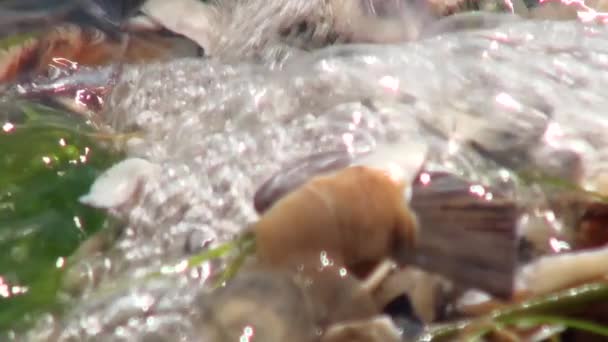 Çok sayıda plaj su deniz kıyısında kabukları — Stok video