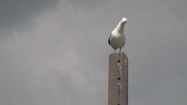 Gaviota se para en el poste mira a su alrededor y toma vuelo — Vídeos de Stock