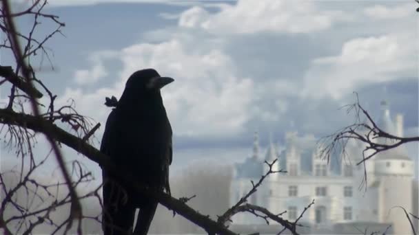 Corvo preto sentado no ramo de madeira seca outono — Vídeo de Stock