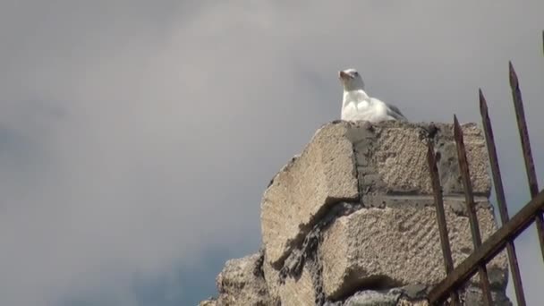 Gabbiano si alza al palo si guarda intorno e prende il volo — Video Stock