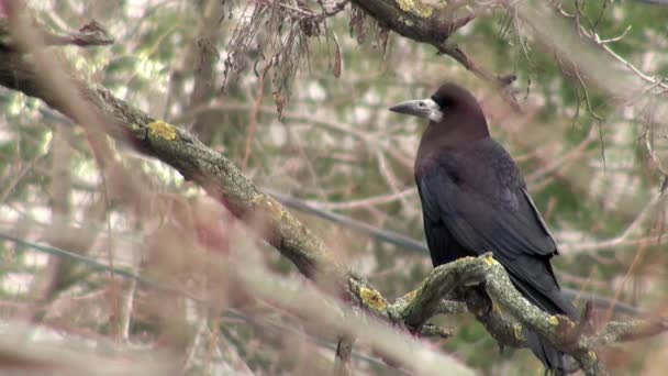Black crow sitting on branch of dry wood autumn — Stock Video