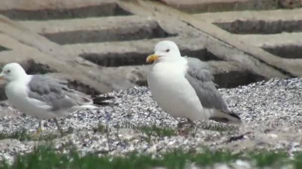 Seagull stands op pole kijkt rond en neemt vlucht — Stockvideo