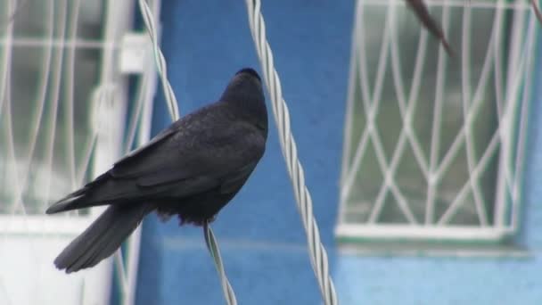 Černá vrána sedí na větvi suché dřevo podzimu — Stock video