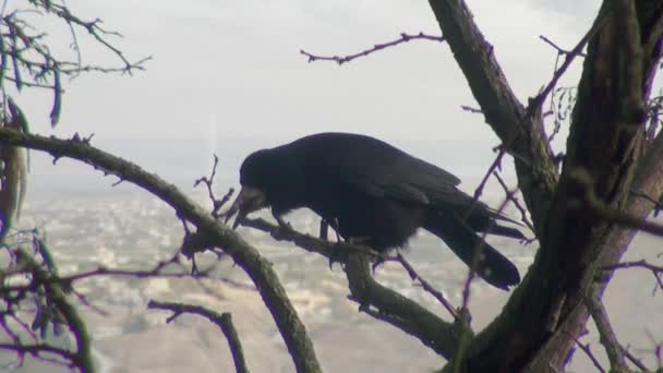 Black crow sitting on branch of dry wood autumn — Stock Video