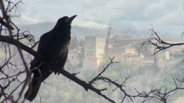 Cuervo negro sentado en la rama de madera seca otoño — Vídeos de Stock