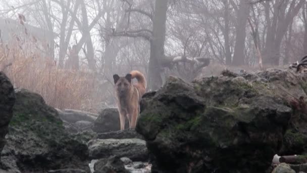 Rödhårig herrelös hund sitter på utkanten av staden av stenar — Stockvideo