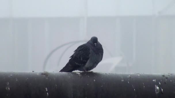 Black street wild pigeon sitting on tube dove — Stok Video