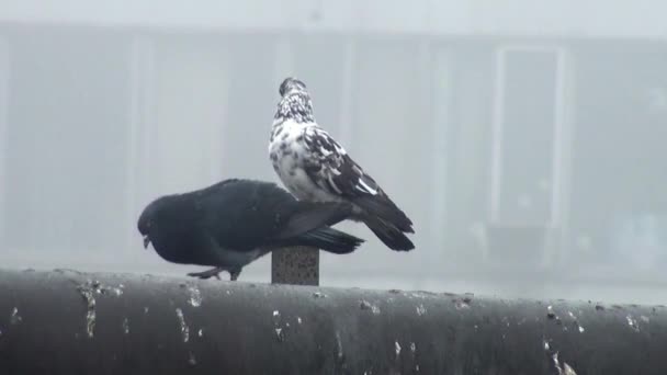 Gołąbek czarny ulicy dziki gołąb siedzi na rury — Wideo stockowe