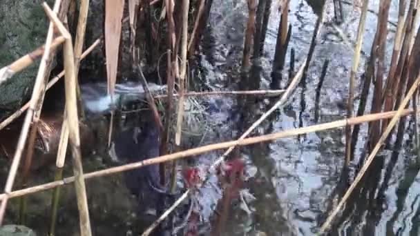 成長するプラスチック製のボトルの泥だらけの川の葦 — ストック動画