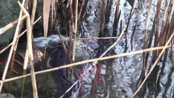 芦苇生长在泥泞的河流的塑料瓶 — 图库视频影像