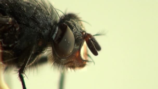 Fly housefly insect macro animals — Stock Video