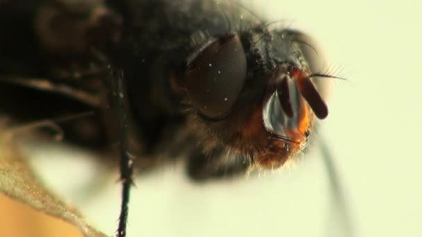 Mosca mosca mosca inseto macro animais — Vídeo de Stock