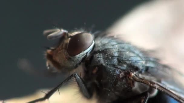 Fly housefly insect macro animals — Stock Video