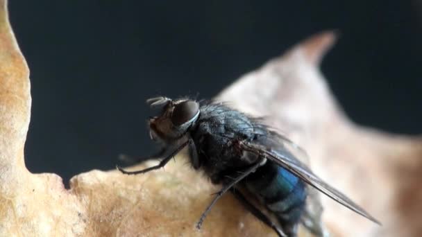 Πετούν τα ζώα εντόμων μακροεντολή housefly — Αρχείο Βίντεο