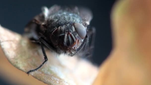 Fliege Stubenfliege Makrotiere — Stockvideo