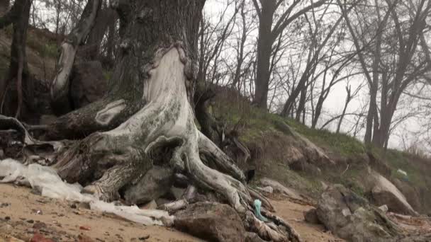 Trädet rötter kurvor med dålig ekologi — Stockvideo