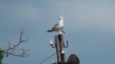martı duran elektrik direği kuş