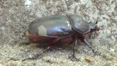 böcek tarama güneşli gün böcek böcek yakın çekim