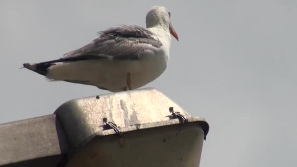 Seagull standing on electric pole bird — Stock Video