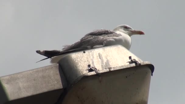 Seagull staande op elektrische paal vogel — Stockvideo