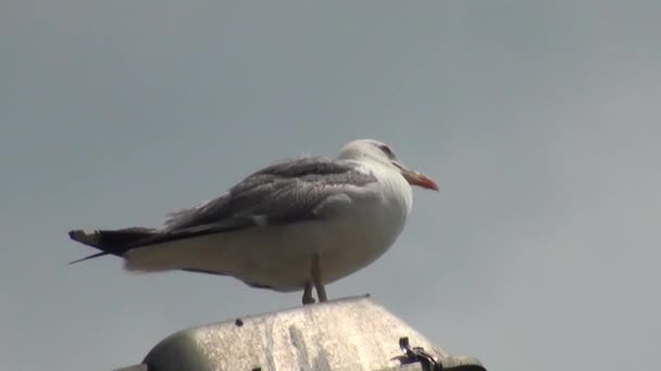 Seagull stående på electric pole fågel — Stockvideo