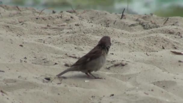 Sperling springt auf Sandvogel — Stockvideo