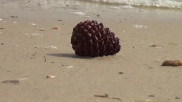 Pine cone liggen zand van het strand — Stockvideo