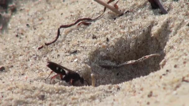 Avispa creando refugio en arena mosca insecto playa — Vídeo de stock