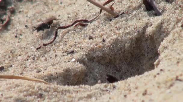 Wasp creating shelter in sand beach  insect bug fly — Stock Video