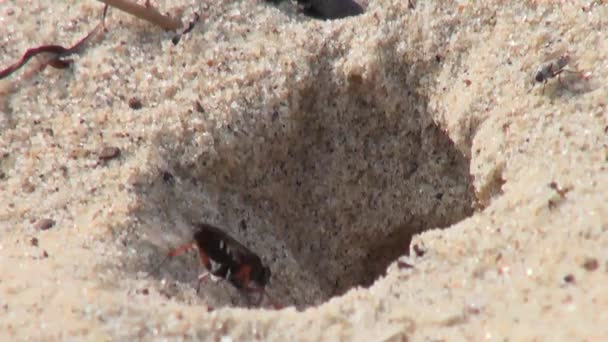 Guêpe créant un abri dans la plage de sable insecte mouche — Video