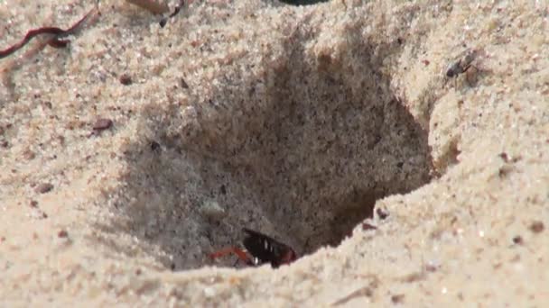 Guêpe créant un abri dans la plage de sable insecte mouche — Video