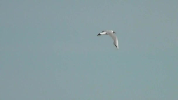 Seagull stående på electric pole fågel — Stockvideo