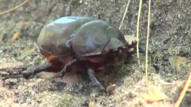 Primer plano de escarabajo arrastrándose día soleado insecto — Vídeo de stock