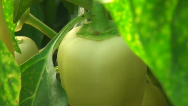 Zoomer sur le poivre et regarder la nourriture des poivrons — Video